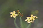 Hairy St. Johnswort